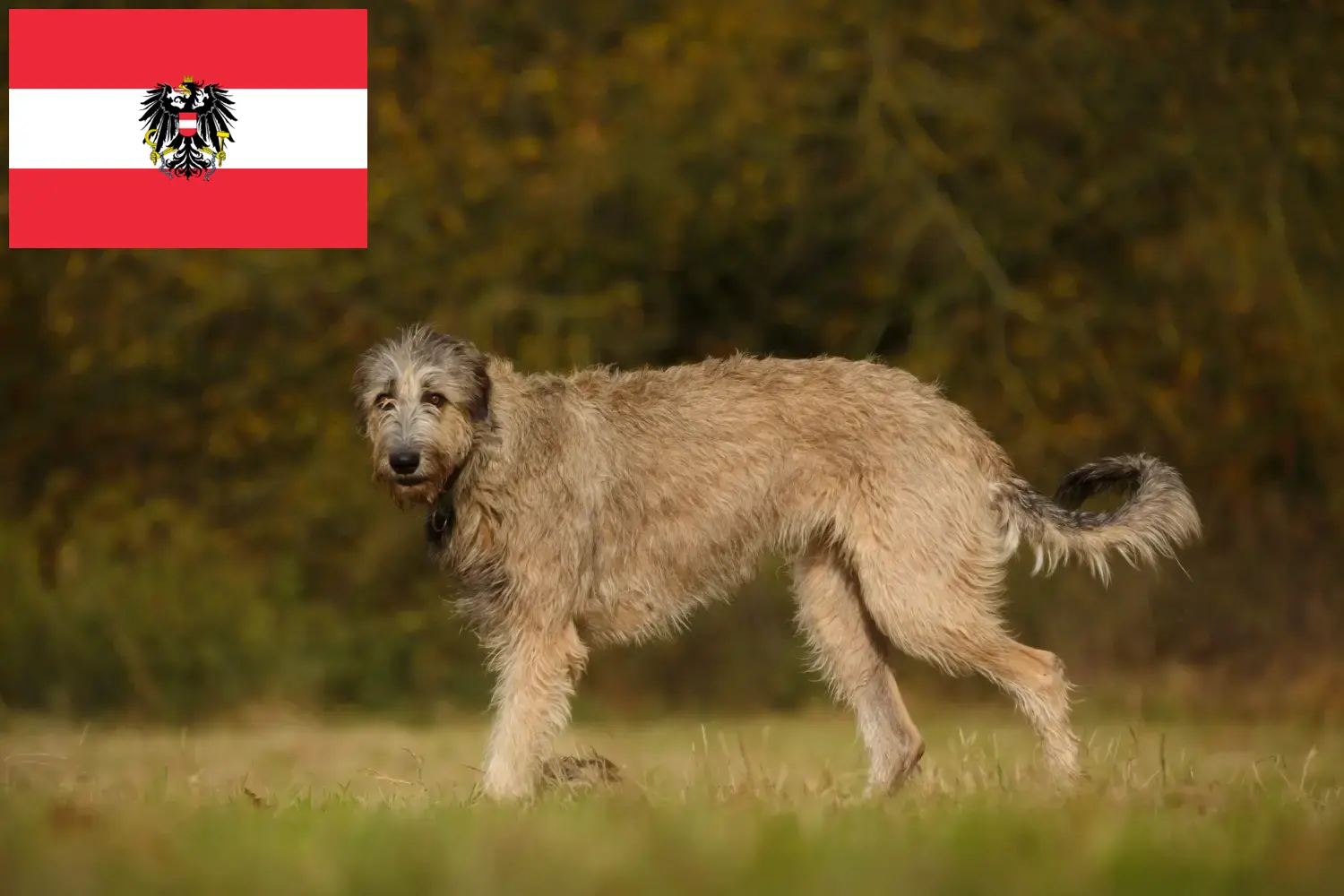 Lee más sobre el artículo Criadores de Irish Wolfhound y cachorros en Austria