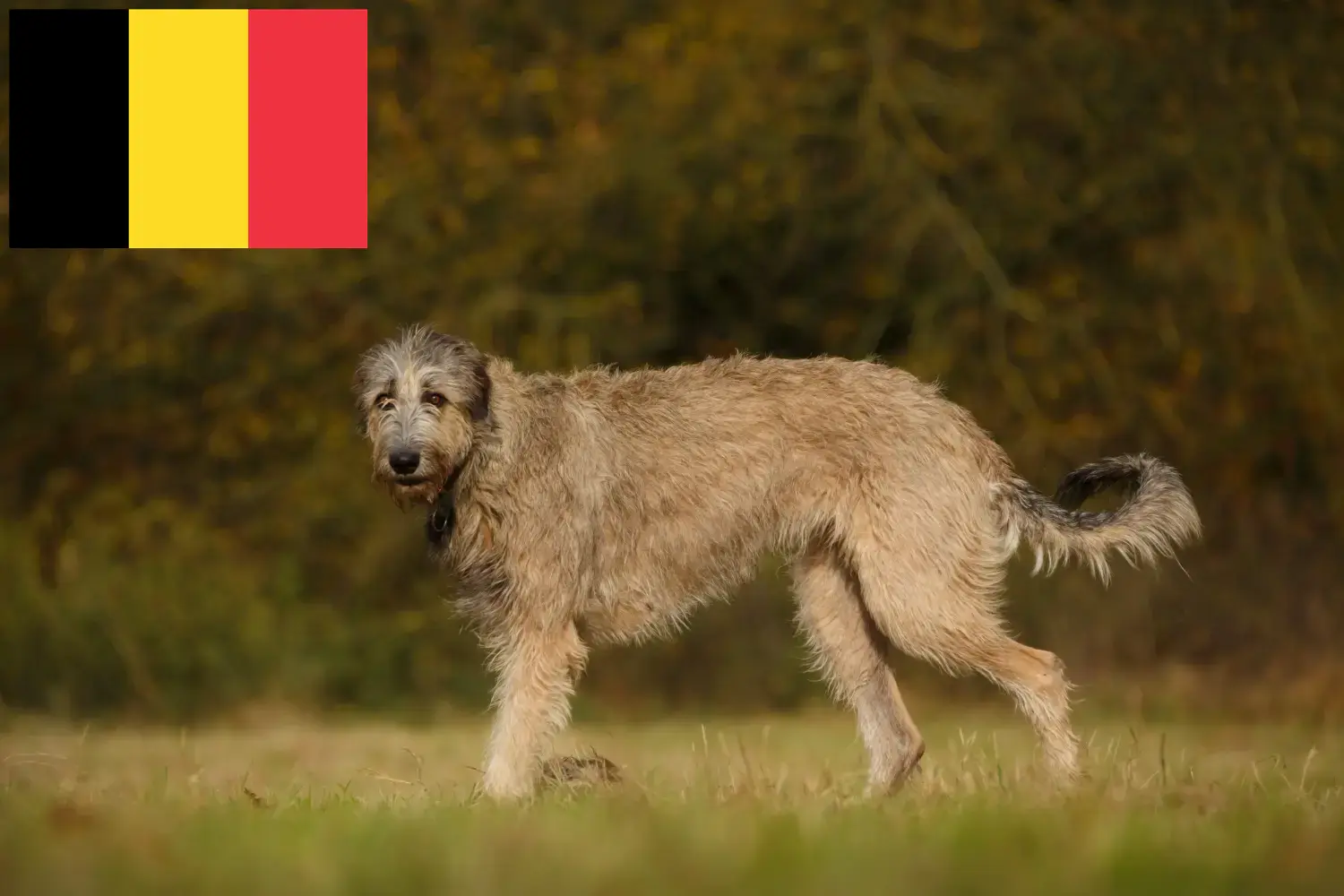 Lee más sobre el artículo Criadores y cachorros de Irish Wolfhound en Bélgica