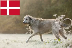 Lee más sobre el artículo Criadores de Irish Wolfhound y cachorros en Dinamarca