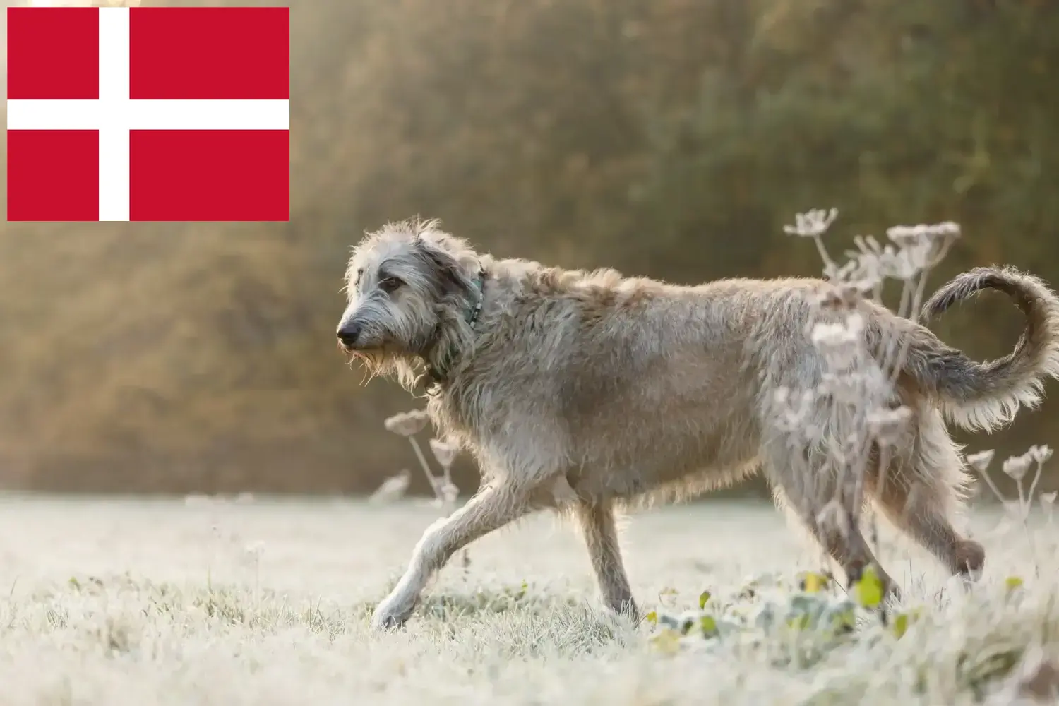 Lee más sobre el artículo Criadores de Irish Wolfhound y cachorros en Dinamarca