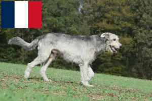 Lee más sobre el artículo Criadores y cachorros de Irish Wolfhound en Francia