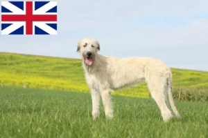 Lee más sobre el artículo Criadores y cachorros de Irish Wolfhound en Gran Bretaña