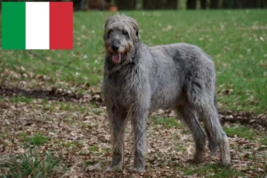 Lee más sobre el artículo Criadores y cachorros de Irish Wolfhound en Italia