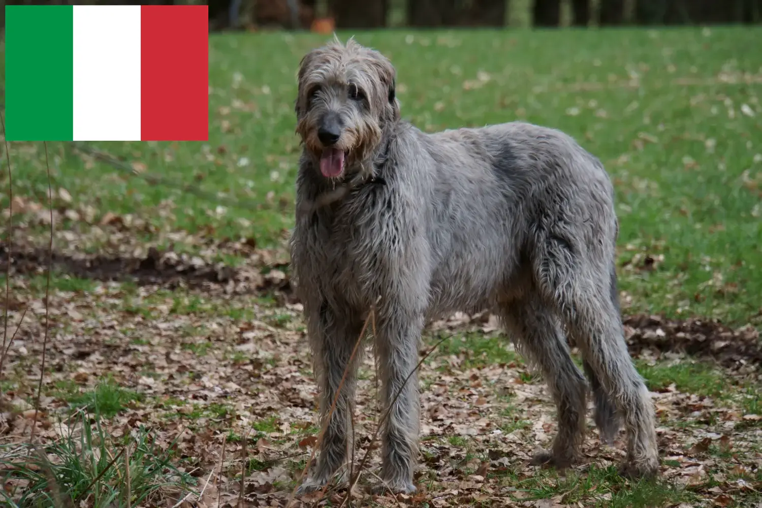 Lee más sobre el artículo Criadores y cachorros de Irish Wolfhound en Italia