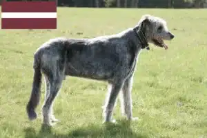 Lee más sobre el artículo Criadores y cachorros de Irish Wolfhound en Letonia