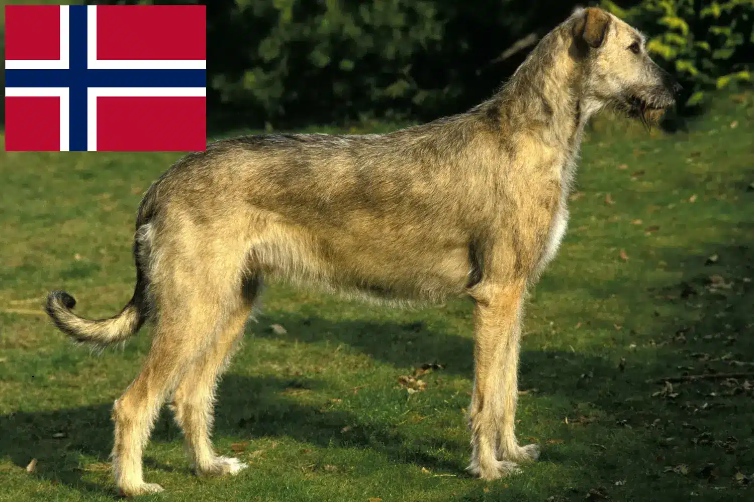 Lee más sobre el artículo Criadores y cachorros de Irish Wolfhound en Noruega