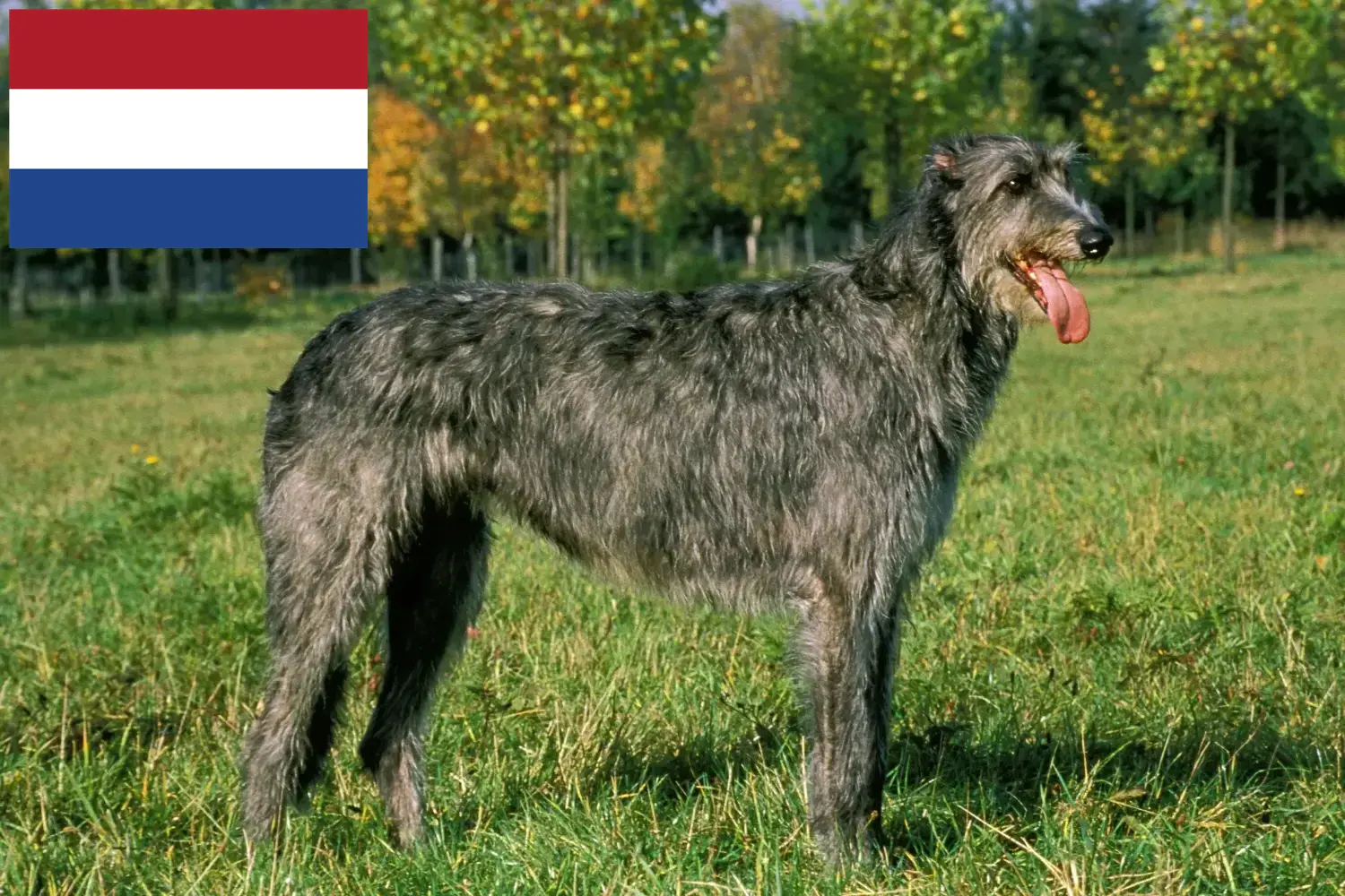 Lee más sobre el artículo Criadores de Irish Wolfhound y cachorros en los Países Bajos