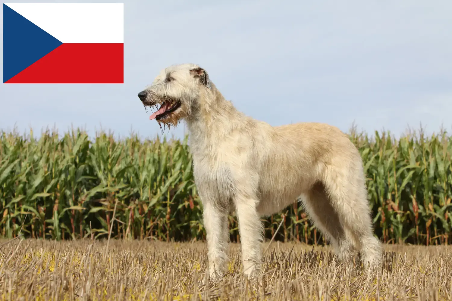 Lee más sobre el artículo Criadores y cachorros de Irish Wolfhound en la República Checa