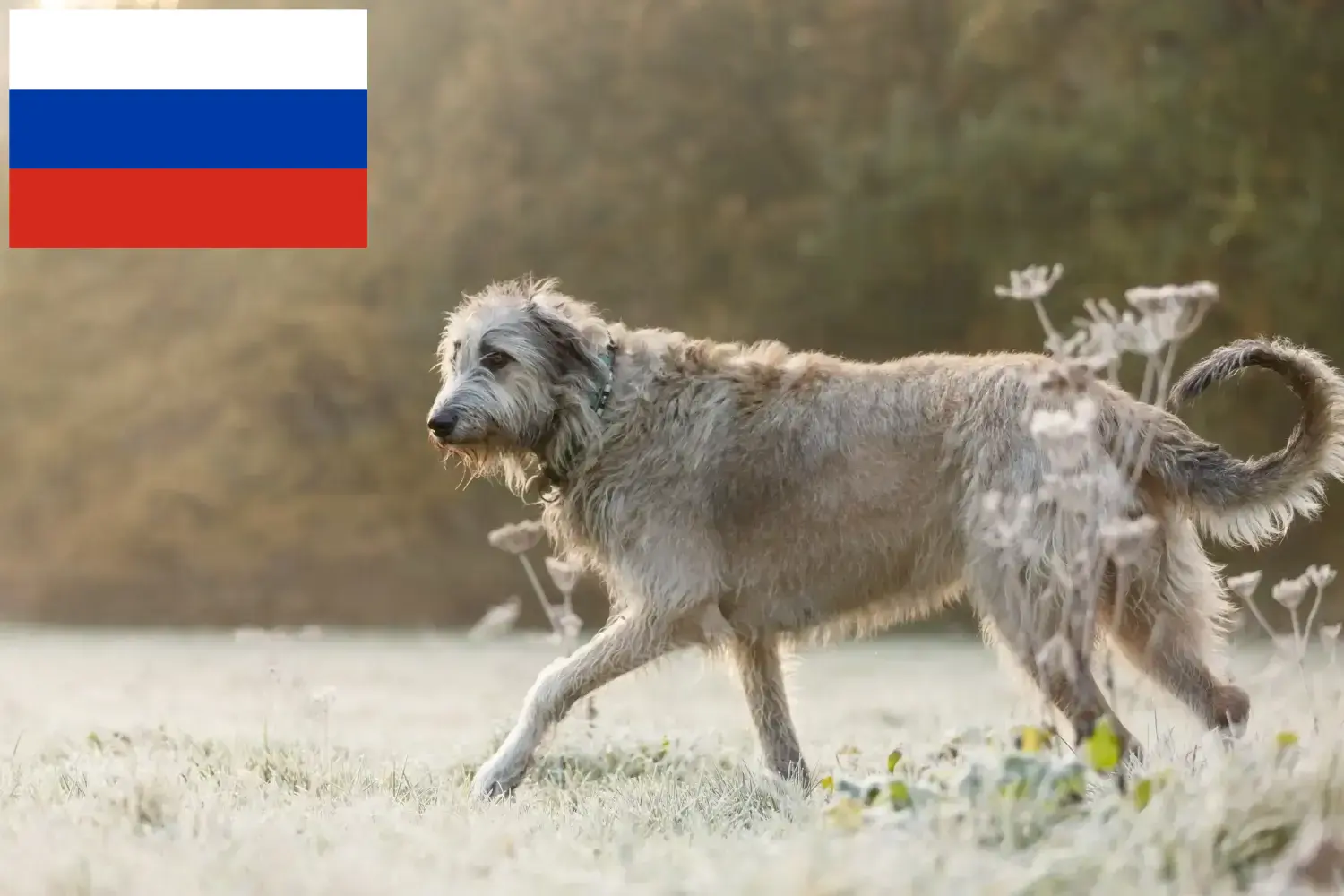 Lee más sobre el artículo Criadores de Irish Wolfhound y cachorros en Rusia