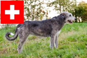 Lee más sobre el artículo Criadores de Wolfhound irlandés y cachorros en Suiza