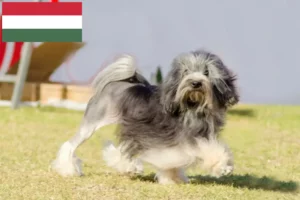 Lee más sobre el artículo Criadores de Löwchen y cachorros en Hungría