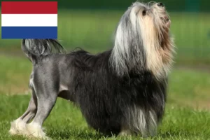 Lee más sobre el artículo Criadores de Löwchen y cachorros en los Países Bajos