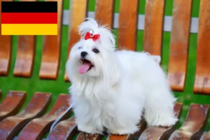 Lee más sobre el artículo Criadores y cachorros de maltés en Alemania