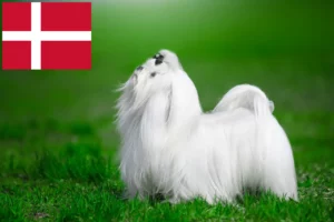 Lee más sobre el artículo Criadores de malteses y cachorros en Dinamarca