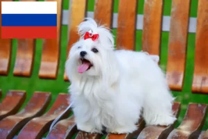 Lee más sobre el artículo Criadores y cachorros de maltés en Rusia