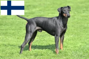 Lee más sobre el artículo Criadores y cachorros de Manchester Terrier en Finlandia