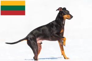 Lee más sobre el artículo Criadores y cachorros de Manchester Terrier en Lituania