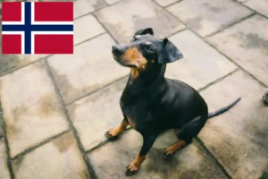 Lee más sobre el artículo Criadores y cachorros de Manchester Terrier en Noruega