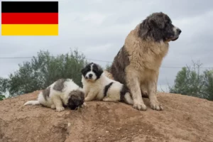 Lee más sobre el artículo Mastín del Pirineo criadores y cachorros en Alemania