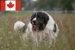 Lee más sobre el artículo Mastín del Pirineo criadores y cachorros en Canadá