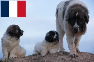 Lee más sobre el artículo Mastín del Pirineo criadores y cachorros en Francia