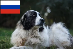 Lee más sobre el artículo Mastín del Pirineo criadores y cachorros en Rusia