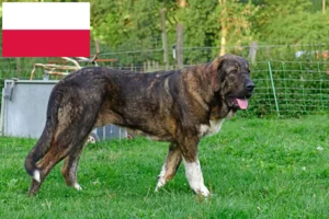 Lee más sobre el artículo Mastín Español criadores y cachorros en Polonia
