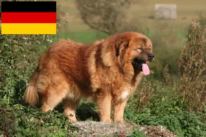 Lee más sobre el artículo Criadores de Mastín Tibetano y cachorros en Alemania