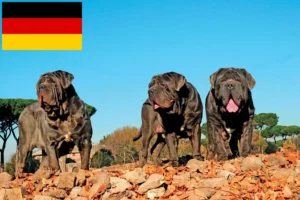 Lee más sobre el artículo Mastino Napoletano criadores y cachorros en Alemania