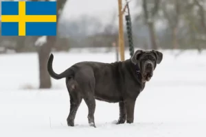 Lee más sobre el artículo Mastino Napoletano criadores y cachorros en Suecia