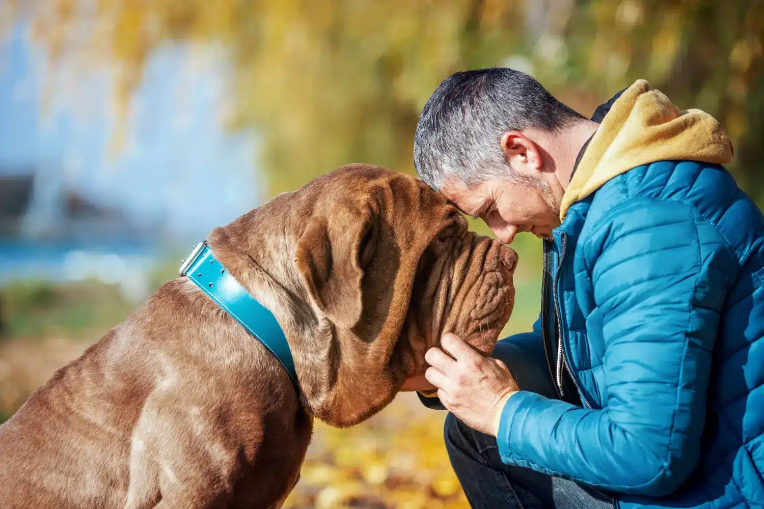 Por qué me gusta Mastino Napoletano