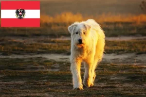 Lee más sobre el artículo Criadores y cachorros de Mioritic en Austria