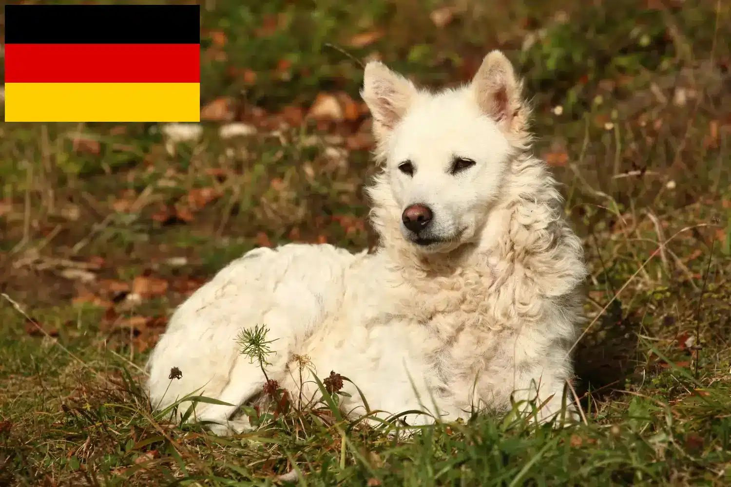 Lee más sobre el artículo Criadores de Mudi y cachorros en Alemania