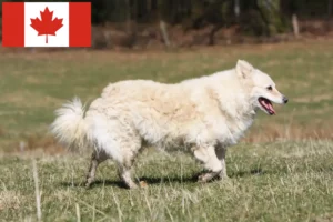 Lee más sobre el artículo Criadores de Mudi y cachorros en Canadá