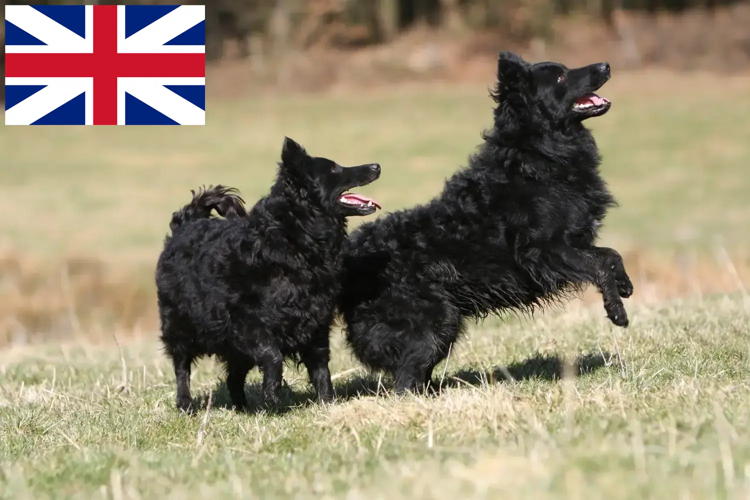 Lee más sobre el artículo Criadores de Mudi y cachorros en Gran Bretaña