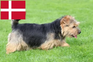 Lee más sobre el artículo Criadores de Norfolk Terrier y cachorros en Dinamarca