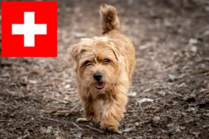 Lee más sobre el artículo Criadores de Norfolk Terrier y cachorros en Suiza