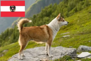 Lee más sobre el artículo Criadores de Lundehund noruego y cachorros en Austria