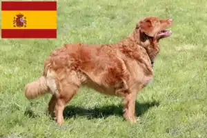 Lee más sobre el artículo Nueva Escocia Duck Tolling Retriever criadores y cachorros en España