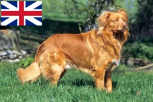 Lee más sobre el artículo Nova Scotia Duck Tolling Retriever Criadores y Cachorros en el Reino Unido