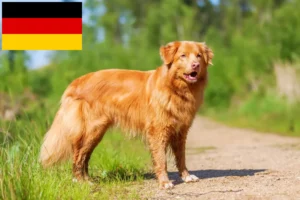 Lee más sobre el artículo Nueva Escocia Duck Tolling Retriever criadores y cachorros en Alemania