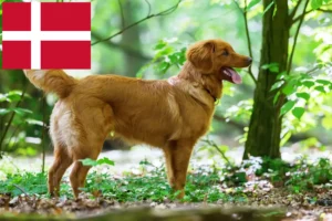 Lee más sobre el artículo Nueva Escocia Duck Tolling Retriever criadores y cachorros en Dinamarca