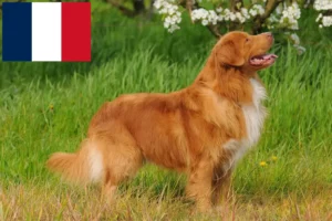 Lee más sobre el artículo Nueva Escocia Duck Tolling Retriever criadores y cachorros en Francia