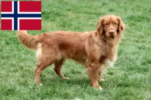 Lee más sobre el artículo Nueva Escocia Duck Tolling Retriever criadores y cachorros en Noruega