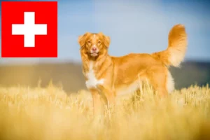 Lee más sobre el artículo Nueva Escocia Duck Tolling Retriever criadores y cachorros en Suiza