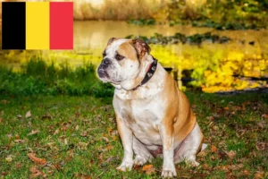 Lee más sobre el artículo Criadores de Bulldog Inglés Antiguo y cachorros en Bélgica