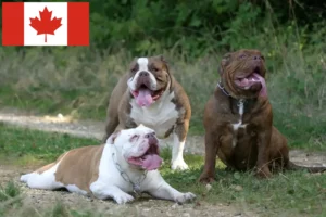 Lee más sobre el artículo Criadores de Bulldog Inglés Antiguo y cachorros en Canadá