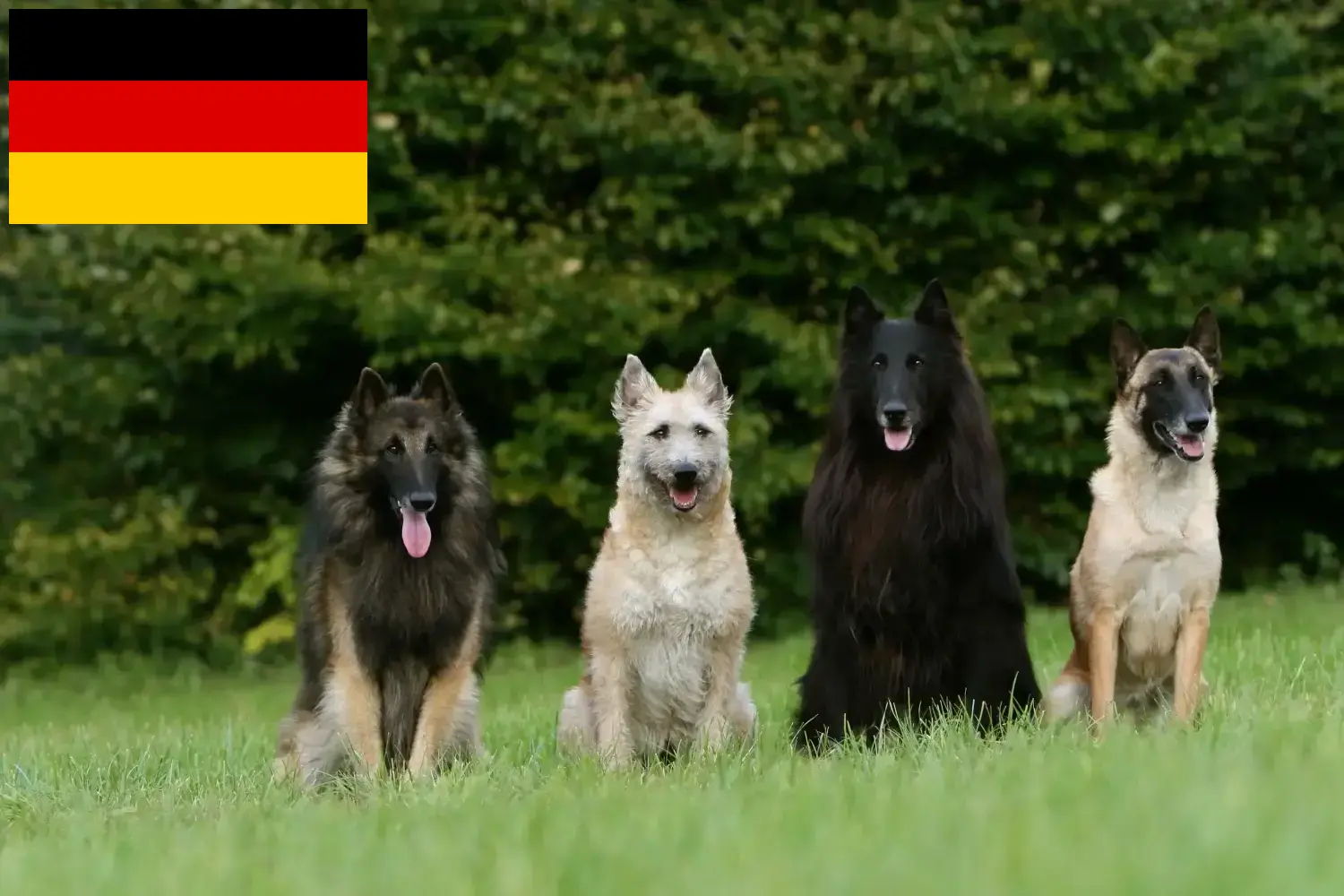 Lee más sobre el artículo Pastor Belga Criador y Cachorros en Alemania