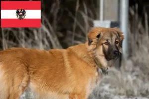 Lee más sobre el artículo Criadores de Perros Pastor del Cáucaso y Cachorros en Austria