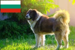 Lee más sobre el artículo Criador de Perros Pastor del Cáucaso y Cachorros en Bulgaria